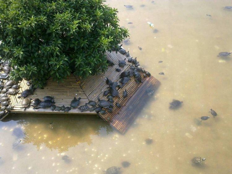 中国最残忍的景区：你所谓的放生造就了水族的炼狱