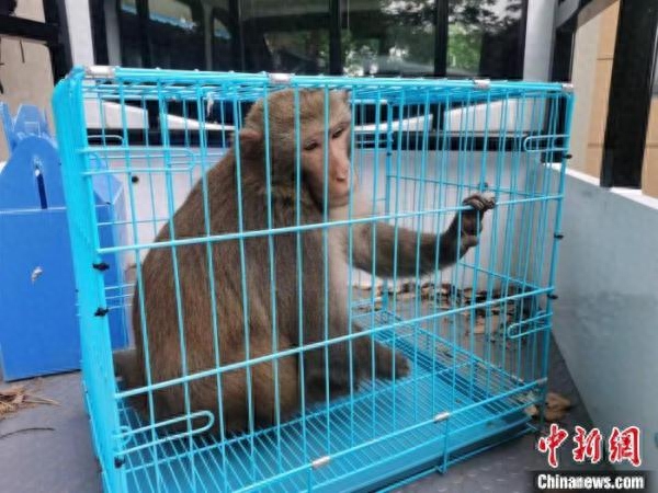 霸屏南京的大师兄去哪了当地志愿者捕获一只猕猴