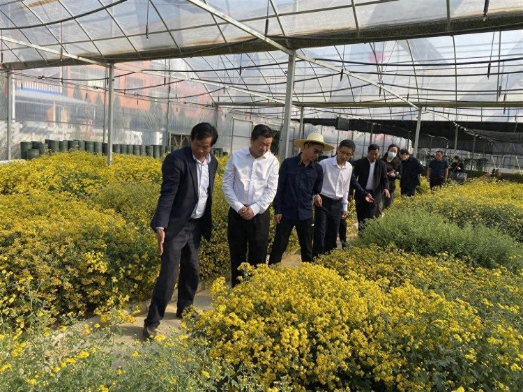 湖北省道地药材生产技术线上培训班在阳新举办