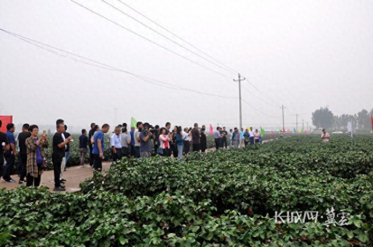 河北省农林科学院：“示范 培训 推广”把论文写在燕赵大地上