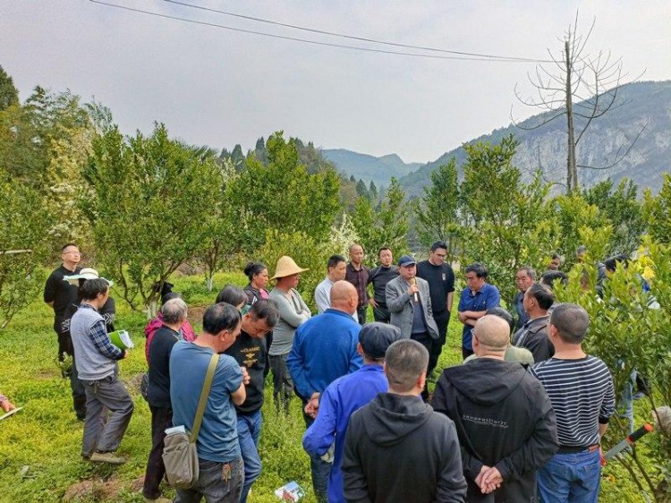 贵州金沙：开展柑橘种植技术培训