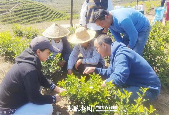 助推茶叶提质增效！贵州省茶叶专班到丹寨县开展2023年茶园冬季管理培训