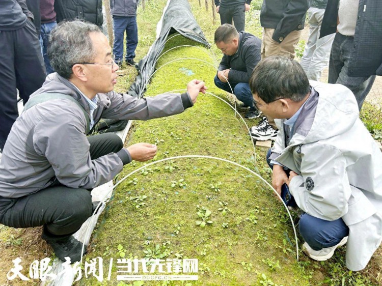 贵州省五倍子传统产区生态恢复示范基地培训会在湄潭县洗马镇举行